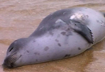 Маңғыстау облысында теңіз жағасынан  өлі итбалықтардың денесі табылды