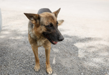 Что случилось с парнями, которые подожгли собаку в Атырауской области