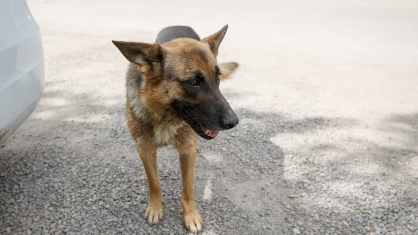  © El.kz/Артем ЧУРСИНОВ 