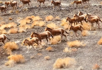 Популяция куланов в нацпарке «Алтын-Эмель» увеличилась с 32 до 3500 особей по программе реинтродукции