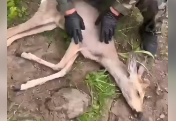 В Алматинской области произошел трогательный случай спасения сибирской косули