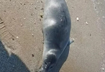 Каспий теңізінде қырылған итбалықтар саны 300-ге жетті