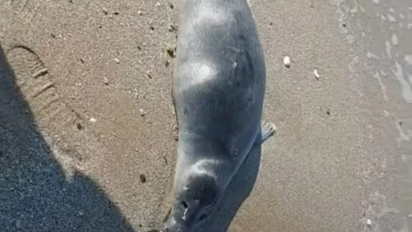  әлеуметтік желі 