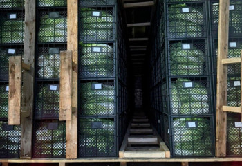 На пункте пропуска «Жайсан» пресечён незаконный вывоз крупной партии сигарет