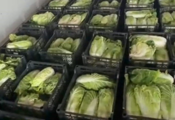 Қазақстаннан темекіні орамжапырақтың ішіне салып алып өтпек болғандар ұсталды