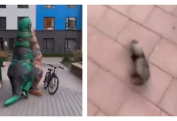 Апашка, динозавры и хорек: видео «типичного дня в Актау» рассмешило Казнет