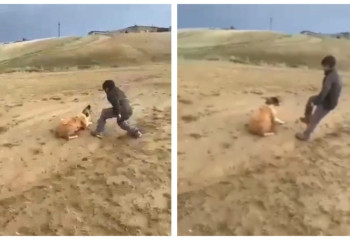 Ақтөбе облысында оқушы итті аяусыз пышақтап тастады