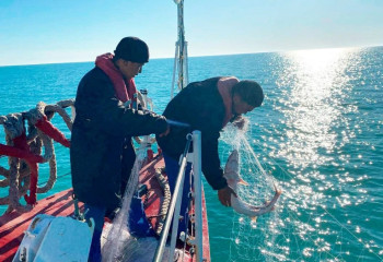 Каспийде 57 браконьерлік оқиғаға тосқауыл қойылды