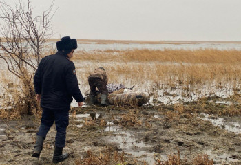 Қостанайда мал бағуға шыққан бала жоғалып кеткен