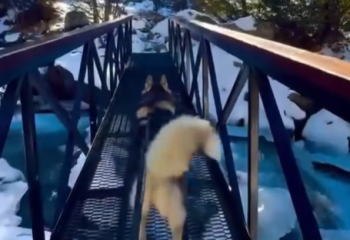 9-метровую переправу через реку построили в Иле-Алатауском национальном парке