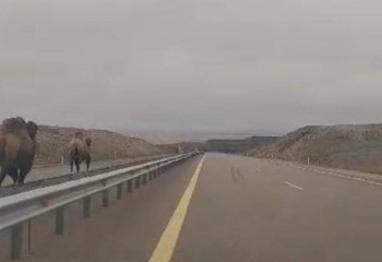 Верблюды гуляли по встречной полосе республиканской трассы в Акмолинской области