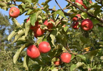 Программу возрождения казахстанского сорта яблок презентовали в Правительстве