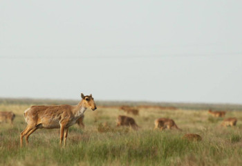 «Алтын Дала» бастамасы The Earthshot Prize экологиялық сыйлығын жеңіп алды