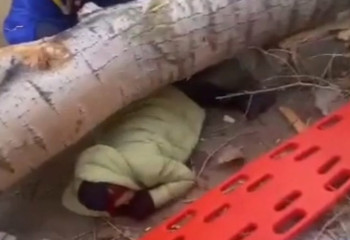 Woman killed by a falling tree in Pavlodar