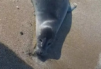 Маңғыстау облысында итбалықтың қырылуына қатысты зерттеу қорытындысы шықты