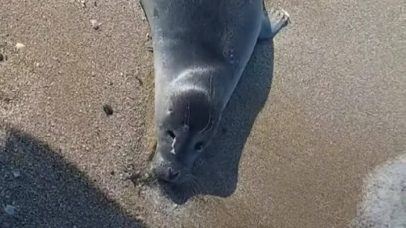  видеодан алынған кадр 