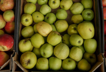 Восемь грузовиков с яблоками из Европы незаконно держали на границе Казахстана