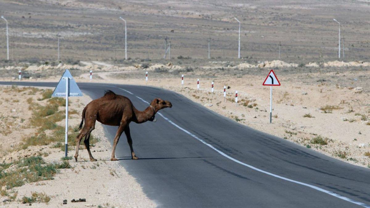  Официальный telegram-канал Акимата Мангистауской области 