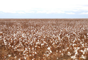 Айдарбек Сапаров призвал туркестанских аграриев развивать хлопководство