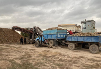На Коксуском сахарном заводе увеличены мощности приема сахарной свеклы