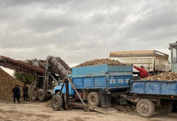 Көксу қант зауытында қант қызылшасын қабылдау қуаты артты