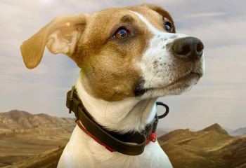 Қазақша түсінетін ит көпшілікті таңғалдырды