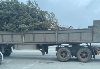 На трассе Акмолинской области задержан камаз, перевозивший похищенные деревья