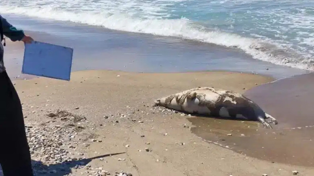  Балық шаруашылығы комитеті 