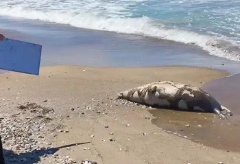 Каспий жағалауынан табылған итбалық өлексесі 700-ден асып кетті