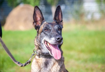 Служебные собаки помогли раскрыть более 3,5 тысяч преступлений в Казахстане