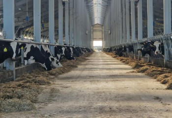 Коров из Дании и Германии закупили для новой фермы на севере Казахстана