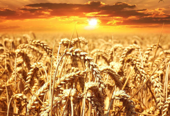 Жылына 1 млн тонна астық өндіретін жаңа терминал пайдалануға берілді