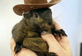 Скандал в США: Популярную белку Арахиса усыпили под предлогом проверки на бешенство