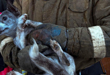 ТЖМ құтқарушылары оттан 4 пәтер мен итті аман алып қалды