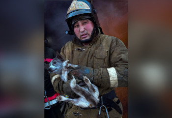 Спасатели вернулись в горящую квартиру, чтобы вынести собаку в Акмолинской области