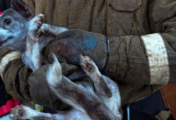 Спасатели МЧС уберегли от огня 4 квартиры и собаку