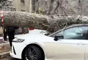 Алматыда ағаш көліктердің үстіне құлады