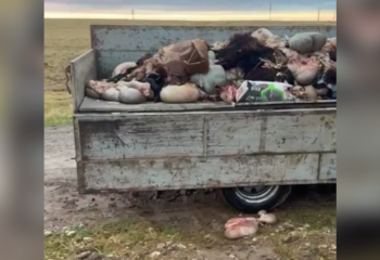 Житель Шымкента вывалил возле села тонну кишков и шкур убитого скота