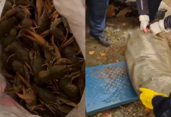 240 кг живых раков хотел продать в Усть-Каменогорске казахстанец