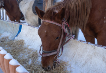 Елімізде Жылқы шаруашылығы институты құрылады