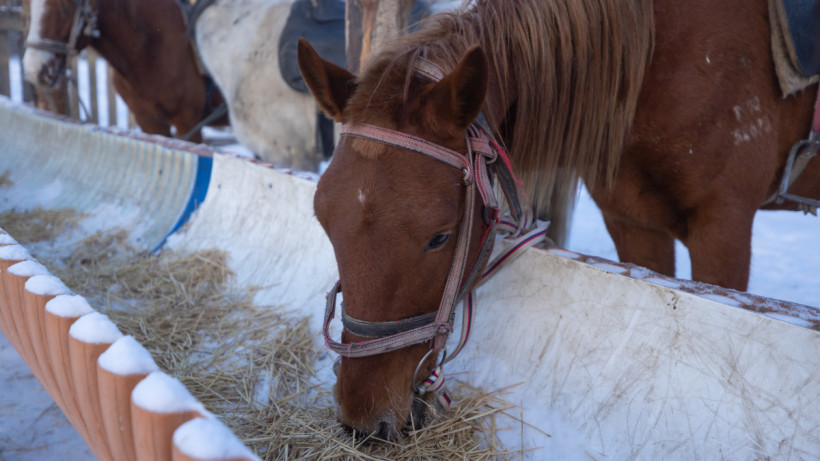  ©El.kz/Артем ЧУРСИНОВ 