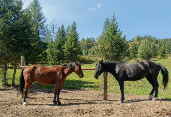 Токаев призвал развивать отечественное коневодство