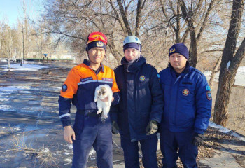 Пять дней без еды – спасатели пришли на помощь сидящей на дереве кошке