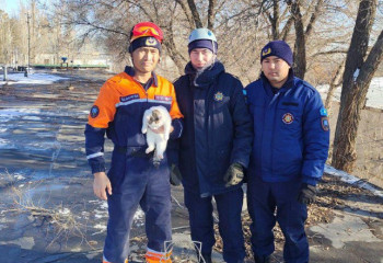 Құтқарушылар 5 күн бойы ағаш басында отырған мысықты жерге түсірді