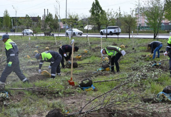 В Алматы высадили 150 тысяч деревьев в рамках осеннего озеленения