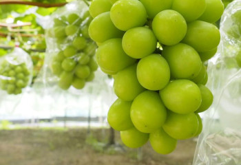 Министрлік Қазақстанға әкелініп жатқан танымал корей жүзімдерін тексереді