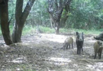 Ұлттық табиғи паркте жабайы жануарлар фототұзаққа түсіп қалды