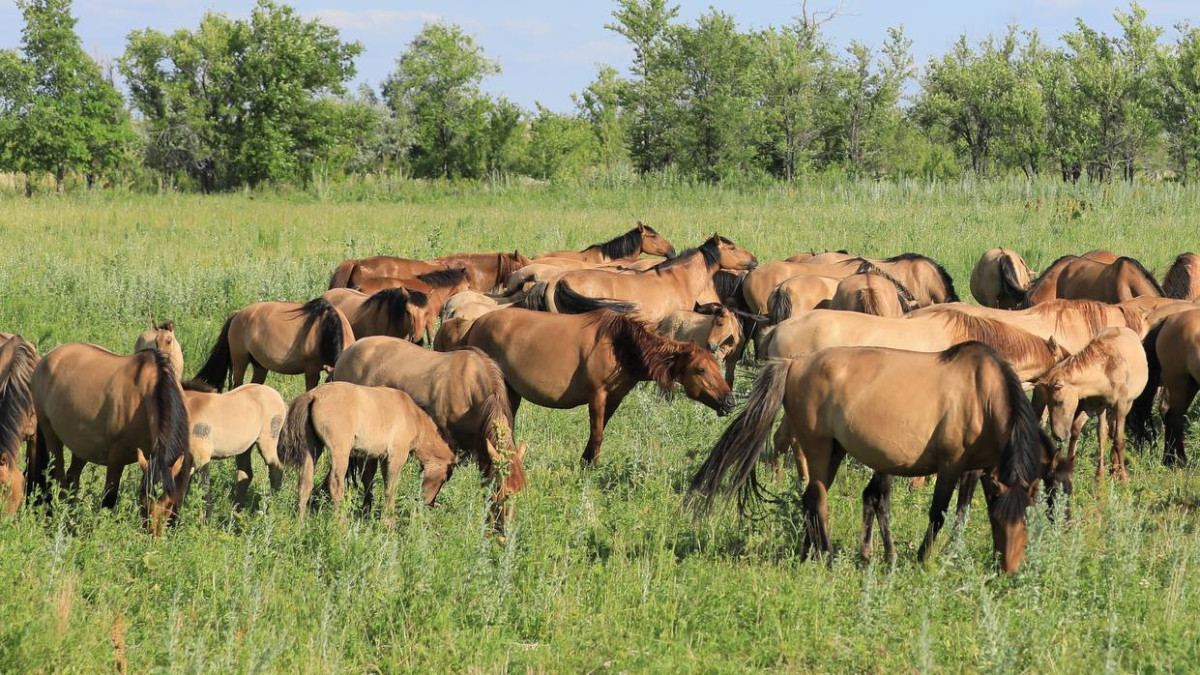  Ministry of Agriculture of Kazakhstan 