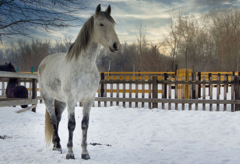 Қазақстанда жылқы шаруашылығы және жемшөп өндіру ғылыми-зерттеу институты ашылды