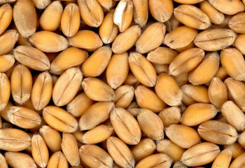 Азық-түлік корпорациясы фермерлерден 1,2 млн тонна астық сатып алады